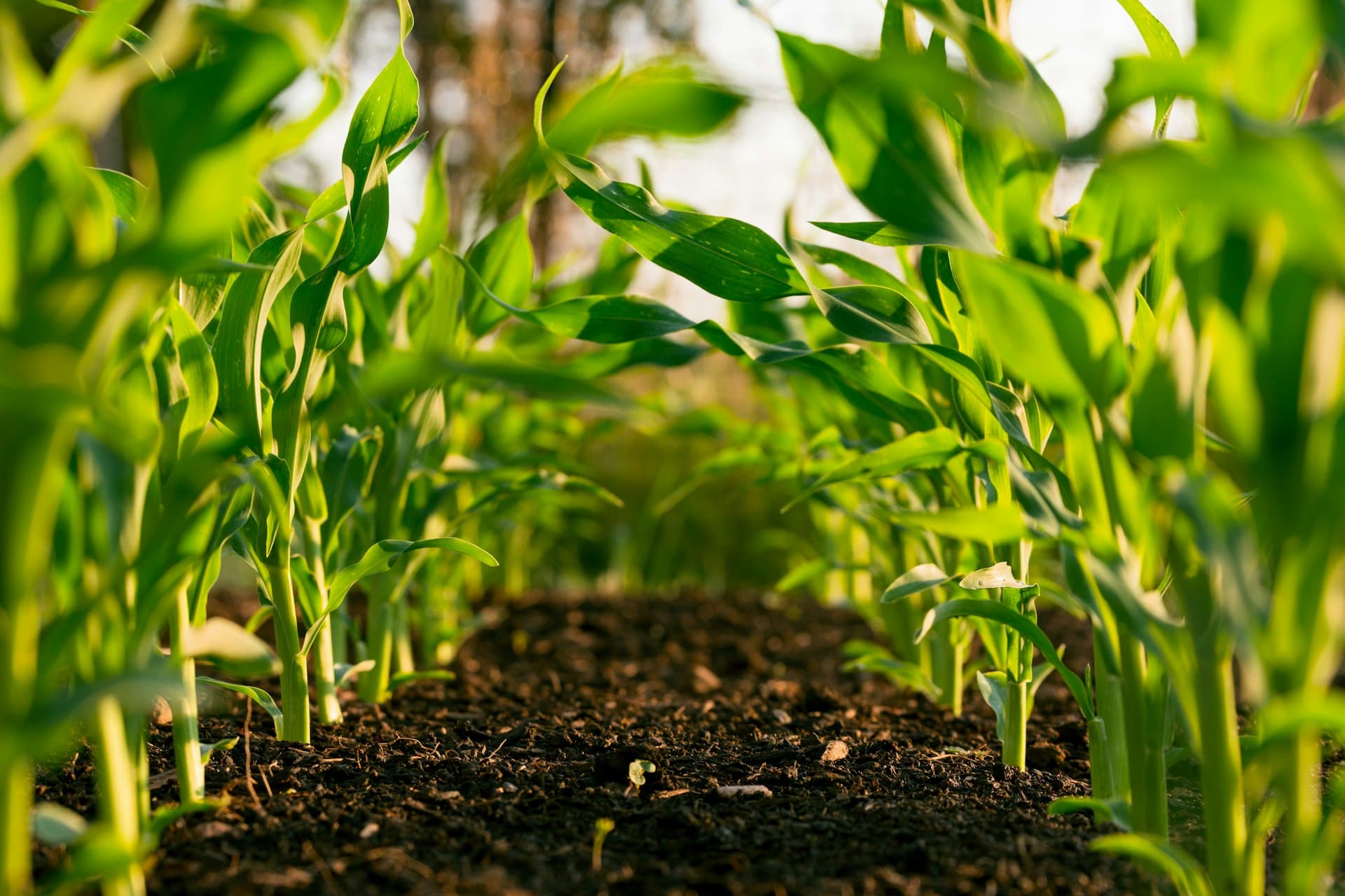 Origin
